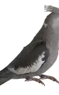 عروس هلندی ماده گمشده