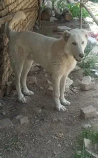 سگ خراسانی ایلاتی