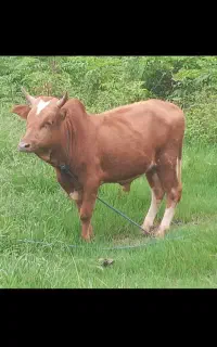 ورزاچالوسی گاونر ۲عدد