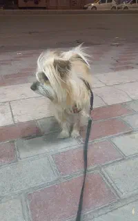 واگذاری رایگان