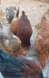 مرغ و خروس
