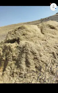 کاه گندم ۱۵۰۰۰
