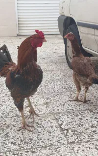 یک جفت مرغ و خروس لاری