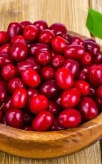 ذغال اخته جنگلی