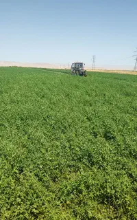 فروش یونجه