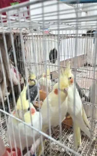 عروس هلندی