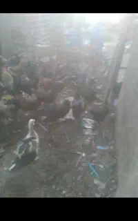 مرغ