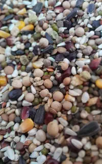 دانه مسابقه کبوتر