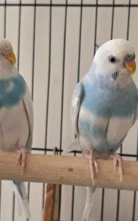 مرغ عشق با قفس و متعلقات