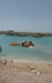 گشت جزیره قشم