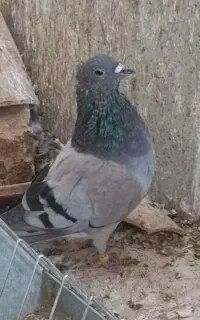نردمگیر فیروزه ای