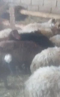 بره نر