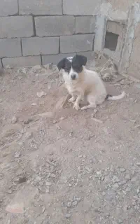 سگ پاکوتاه ماده
