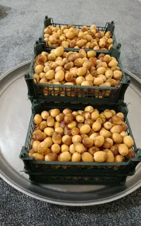 رطب برحی