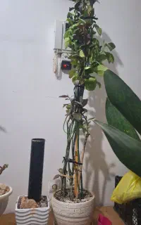 گیاه فردوس ۱۰ساخه ۱ونیم متری