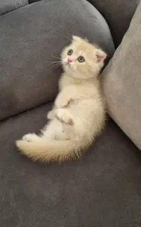 فروش گربه میکس بریتیش اسکاتیش