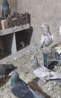 سلام ۷کفتر جوجه درج یک دونی ۳۰۰