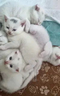 اسکاتیش فولد (واگذاری با هزینه است)