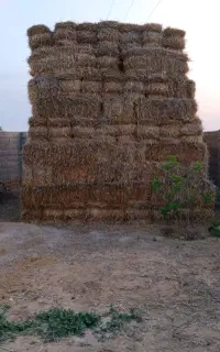 پری کاه جو