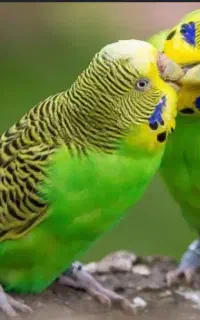 مرغ عشق بالغ تخم گذاردونه ای 500