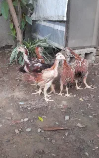 جوجه لاری اصل افغان