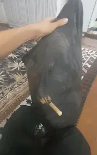 نی انبون با دسته