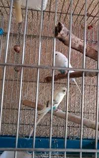فروش دو مرغ عشق