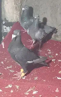 کلاغ آلمانی نر