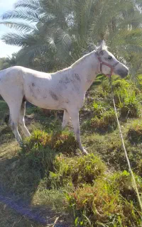 اسب عرب مصرب