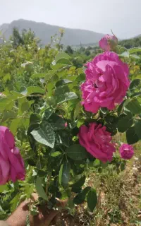 گل محمدی اصل گلاب