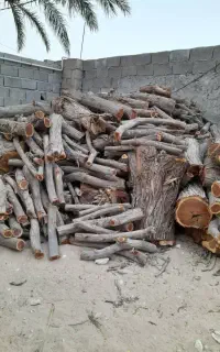 بریدن انواع درختان با خرید چوب