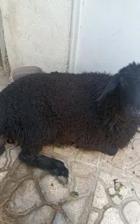 قصاب بره بز گوسفند و...