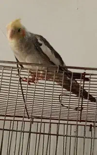 عروس هلندی نر
