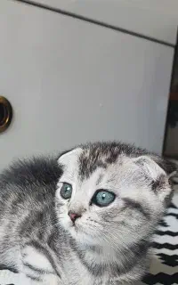 گربه اسکاتیش