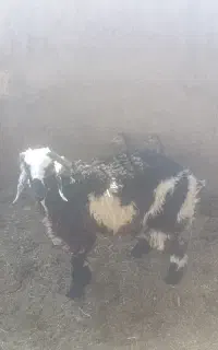 بره نر