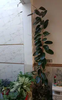 گل فیکوس یا گوش فیلی