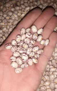 لوبیا چیتی امسال