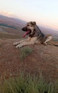 توله پژدر خالص 5 ماه