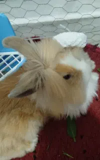 خرگوش لپ جیگری