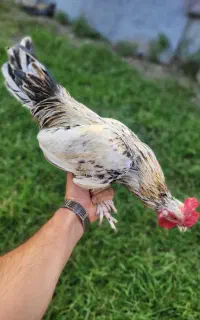 خروس بالغ