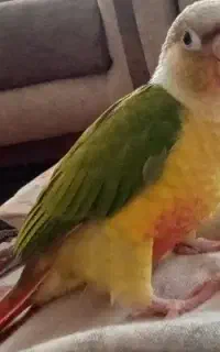 فروش فوری فول دستی