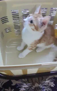 واگذاری بچه کربه