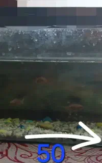اکواریم