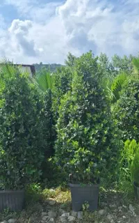 خدمات باغبانی هرسکاری سمپاشی