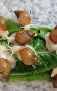 حلزون البینو و خاویار حلزون