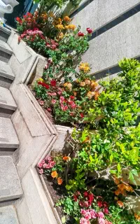خدمات باغبانی وابیاری قطری سمپاشی گل های اپارتمانی