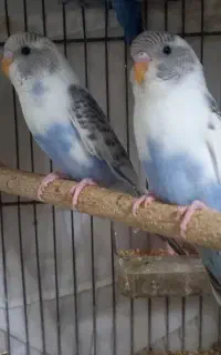 ۳ عدد مرغ عشق