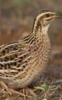 بلدرچین