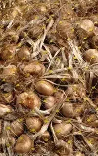 خرید و فروش پیاز زعفران ،نگین ، پوشال
