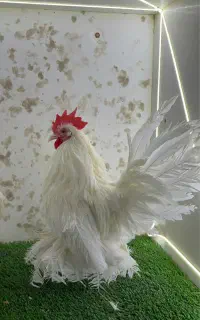 مرغ و خروس و جوجه یوسل بلژیکی سابیل پوت بارنولدر